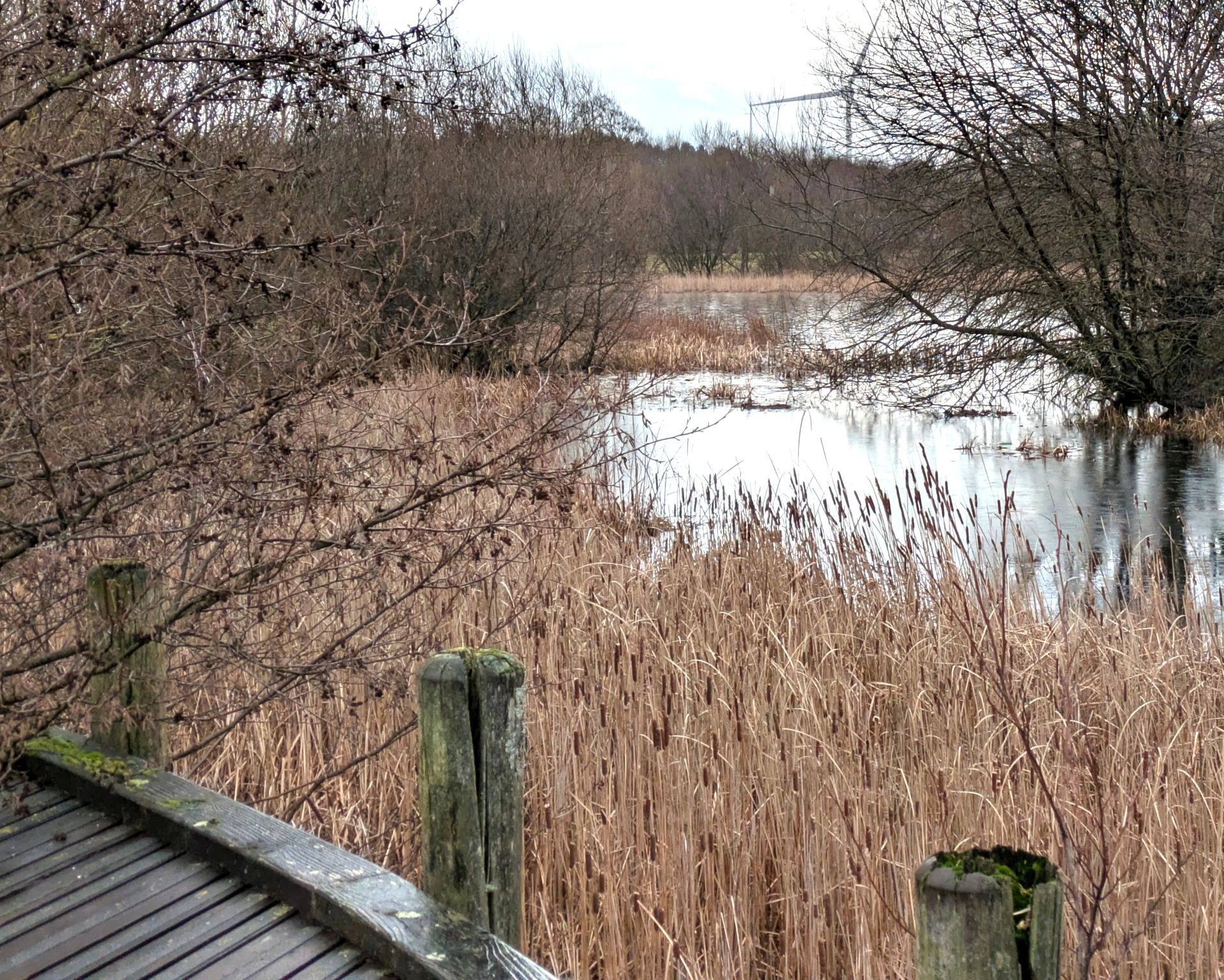 Tarryholme Pond 2
